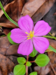 Heterotis rotundifolia