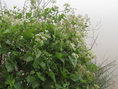 Mikania periplocifolia