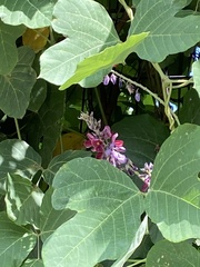 Pueraria montana lobata