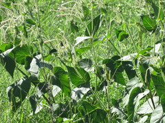 Mirabilis longiflora