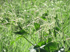 Mirabilis longiflora