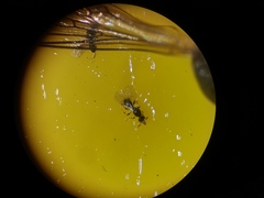 Platygastridae