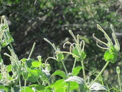 Mirabilis longiflora