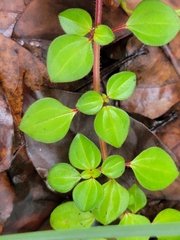 Heterotis rotundifolia
