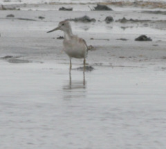 Tringa guttifer