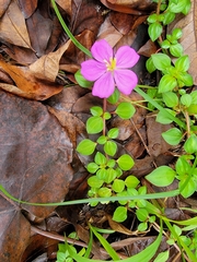 Heterotis rotundifolia