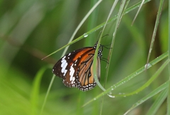 Danaus genutia