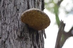 Laetiporus portentosus