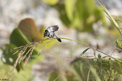 Sporophila morelleti