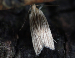 Helcystogramma