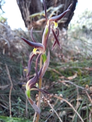 Lyperanthus suaveolens