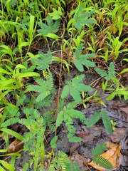 Mimosa pudica