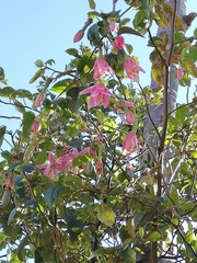 Passiflora tarminiana
