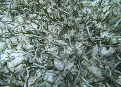 Thalassia