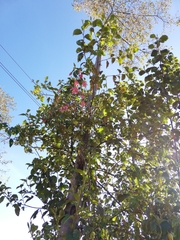 Passiflora tarminiana