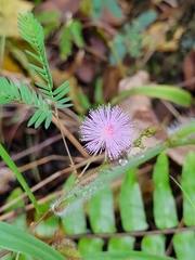 Mimosa pudica