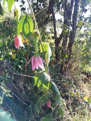 Passiflora tarminiana