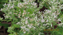 Eupatorium mohrii