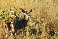 Odocoileus hemionus californicus