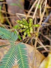 Mimosa pudica