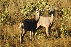 Odocoileus hemionus californicus