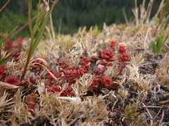 Sedum divergens