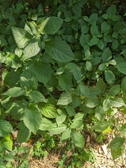 Achyranthes japonica