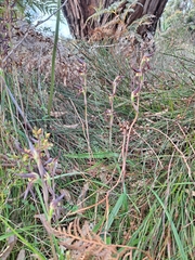 Lyperanthus suaveolens