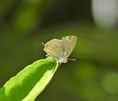 Catopyrops florinda