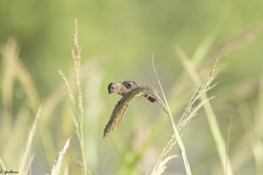 Sporophila morelleti