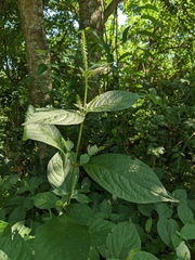 Achyranthes japonica