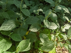 Achyranthes japonica