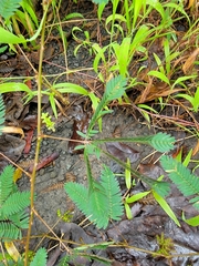 Mimosa pudica