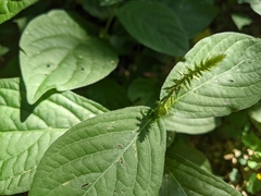 Achyranthes japonica
