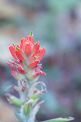 Castilleja integra
