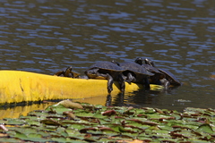 Emydura macquarii
