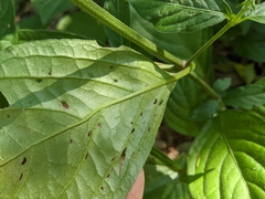 Achyranthes japonica