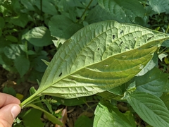 Achyranthes japonica