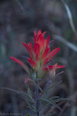 Castilleja integra