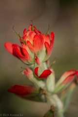 Castilleja integra