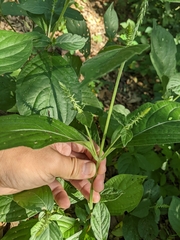 Achyranthes japonica