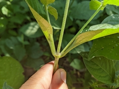 Achyranthes japonica