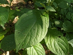 Achyranthes japonica