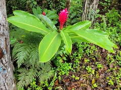 Alpinia purpurata