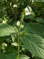 Achyranthes japonica