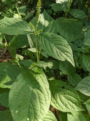 Achyranthes japonica