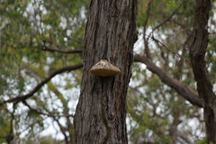 Laetiporus portentosus