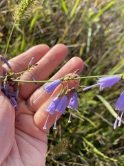 Adenophora triphylla