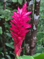Alpinia purpurata