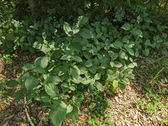 Achyranthes japonica